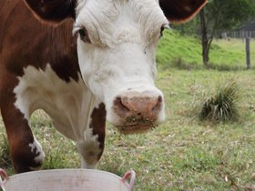 2012-12-09-2 Mintie (c) Jason Grossman.jpg